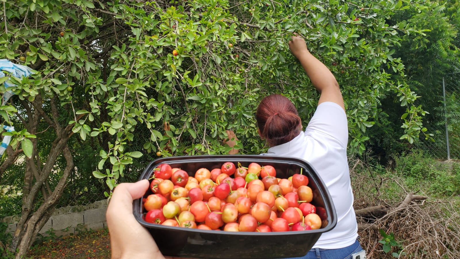 Cerezas: Conoce sus Características y Aspectos Únicos 🤤