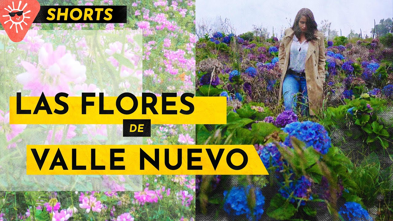 Flores en Villa Pajón, Valle Nuevo | Constanza…