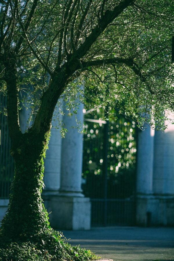 Big tree with green leaves growing near ancient building with columns and big doorway