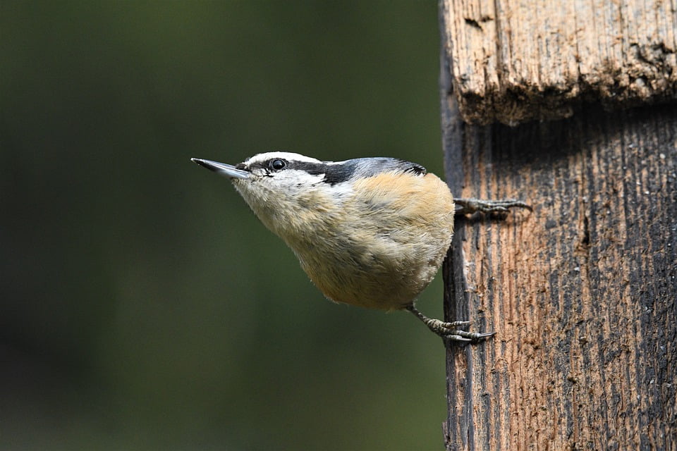 Birdwatching in the Dominican Republic: A Journey Through the Island’s Most Pristine Habitats