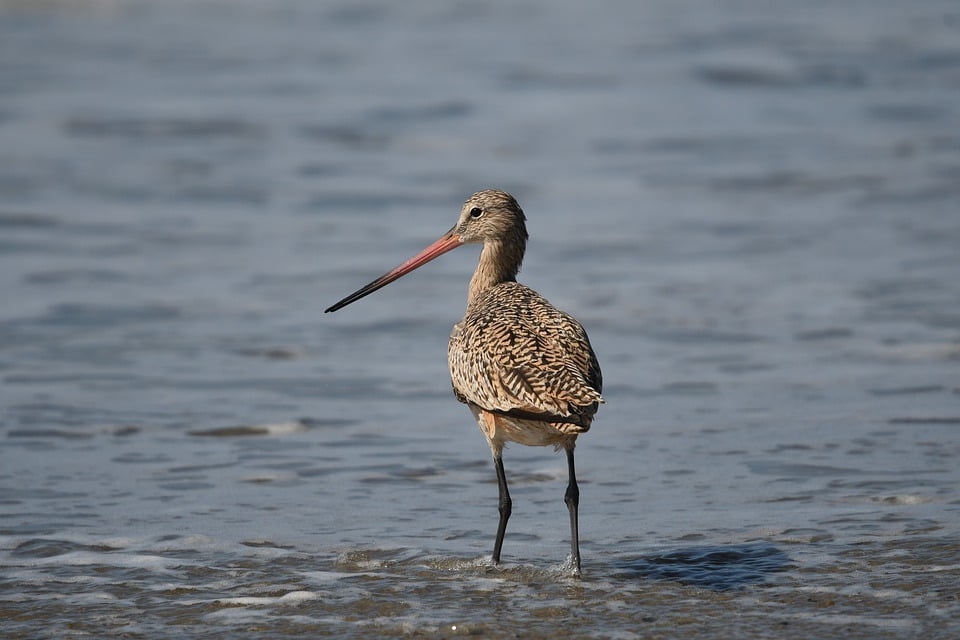 Birding in Paradise: Discover the Vibrant Birdlife of the Dominican Republic