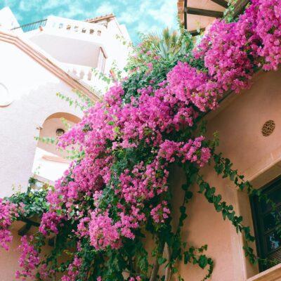 From below of lush gentle exotic great bougainvillea flowers with bright pink petals decorating wall of stylish mansion against blue sky