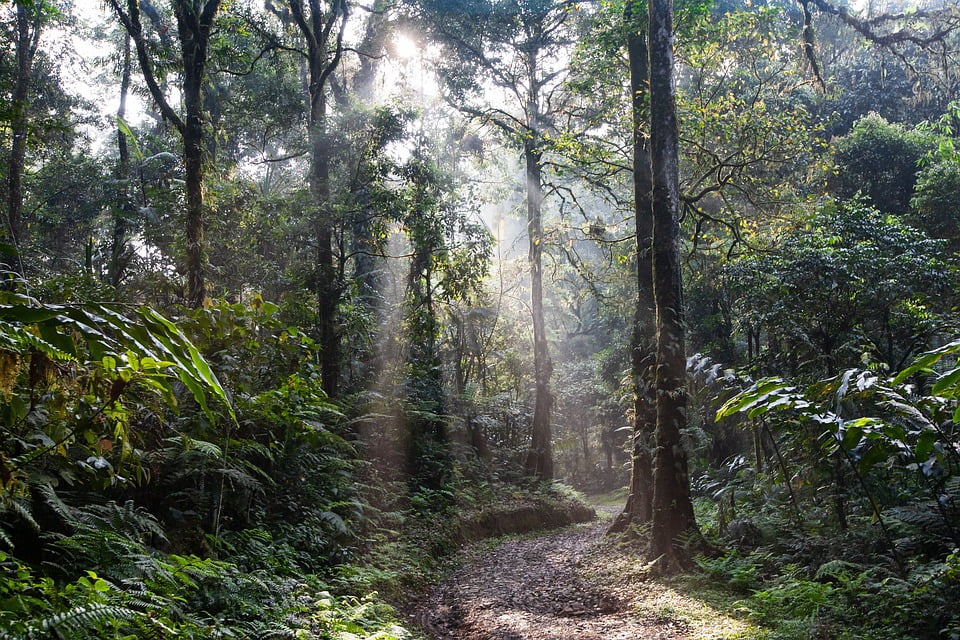 Rainforest Rambles: The Most Enchanting Hikes in the Dominican Republic’s Lush Jungles