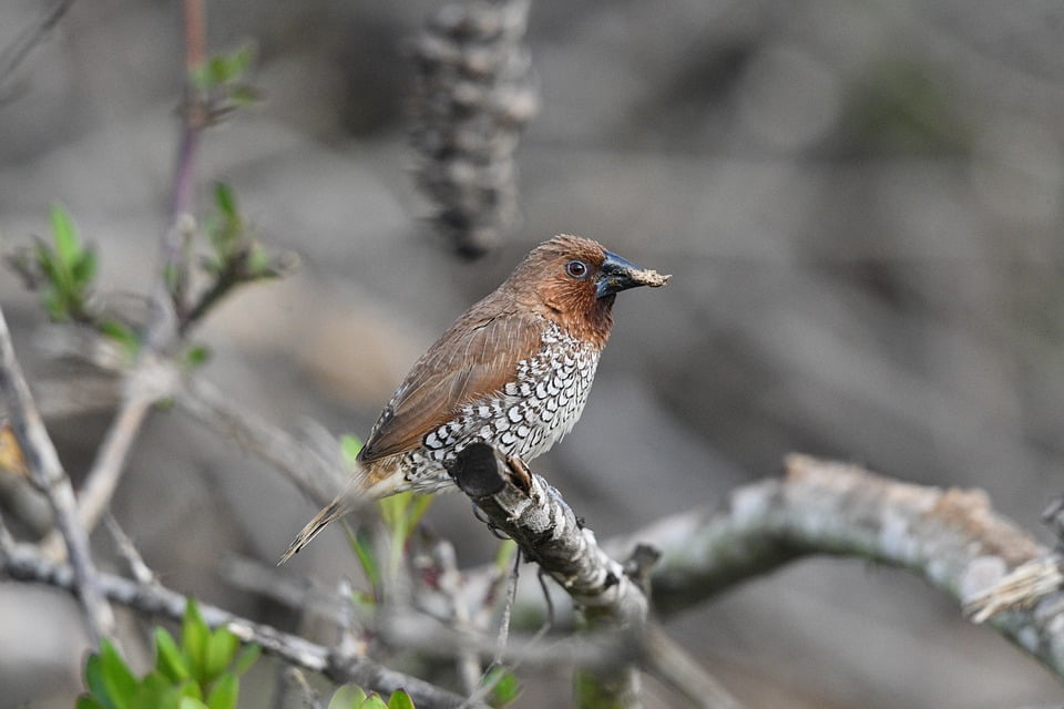 Birding by Night: Exploring the Nocturnal World of Dominican Birds