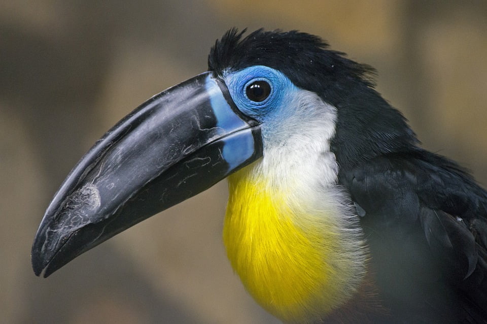 From Toucans to Todies, the Dominican Republic is Home to an Unbelievable Variety of Birds