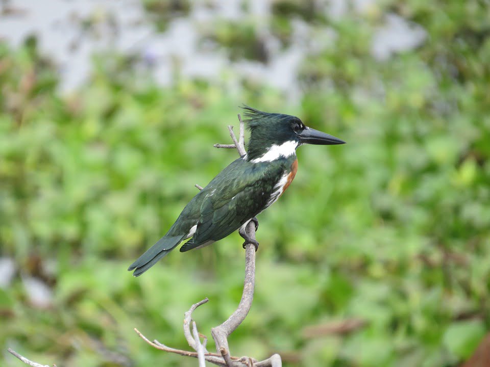 Maduro Brujo: The Guardian of the Amazonian Forest and Its Secrets