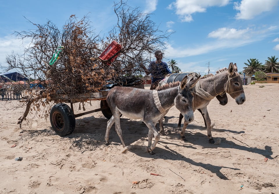 Leaving Venezuela with Pets: A Guide to International Pet Travel